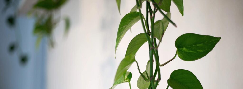 Lifespan Osteopath-Leaves